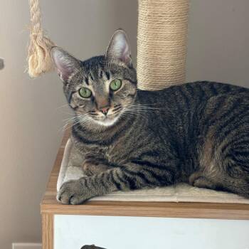 Beans -  Domestic Short Hair Cat for Adoption in Indianapolis, Indiana - Beans | PetCurious