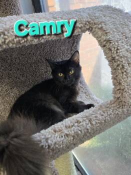 Rescue Domestic Short Hair Cats for Adoption in Rome, Georgia - Camry | PetCurious