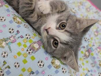 Princess Celestia -  Domestic Short Hair Cat for Adoption in Raleigh, North Carolina - Princess Celestia | PetCurious