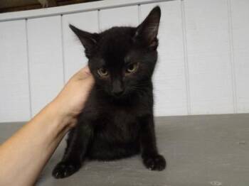 Fe -  Domestic Short Hair Cat for Adoption in Leitchfield, Kentucky - Fe | PetCurious