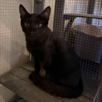 0826-44 Pepper -  Domestic Short Hair Cat for Adoption in Abingdon, Maryland - 0826-44 Pepper | PetCurious