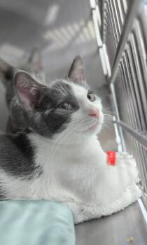 Kiedis -  Domestic Short Hair Cat for Adoption in Mount Vernon, Ohio - Kiedis | PetCurious