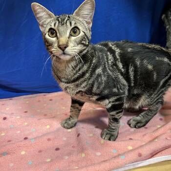Athena and Thea -  Tabby Cat for Adoption - Athena And Thea | PetCurious