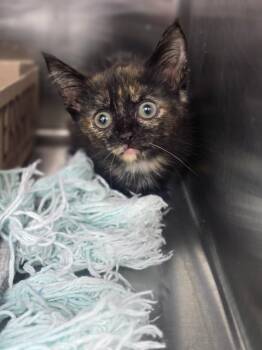 Lily IN FOSTER -  Domestic Short Hair Cat for Adoption in Danielsville, Georgia - Lily IN FOSTER | PetCurious