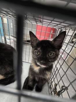 PRINCESS DONUT -  Domestic Short Hair Cat for Adoption in Las Vegas, Nevada - PRINCESS DONUT | PetCurious