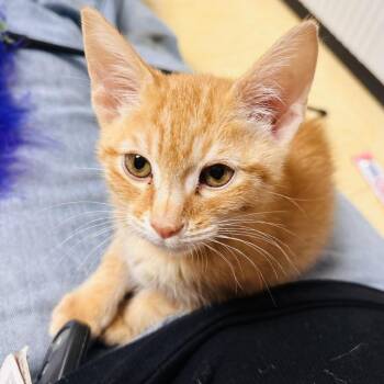 Domestic Short Hair Cats Available for Adoption in Sandy Springs, Georgia - Pumpkin | PetCurious