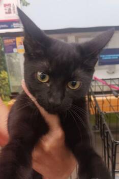 Pantherette -  Domestic Short Hair Cat for Adoption in Rossville, Georgia - Pantherette | PetCurious