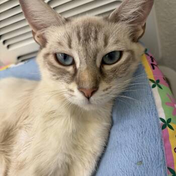 Rumi -  Siamese and Tabby Cat for Adoption in Santa Monica, California - Rumi | PetCurious