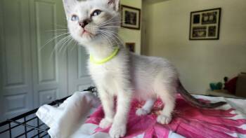 Shortbread -  Siamese Cat for Adoption in West Palm Beach, Florida - Shortbread | PetCurious