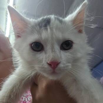 Bibbidi -  Domestic Short Hair Cat for Adoption in Marble, North Carolina - Bibbidi | PetCurious