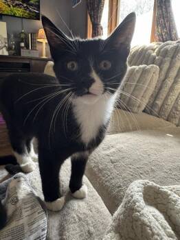 Domestic Short Hair Cats Available for Adoption in Huntington, Indiana - Jet | PetCurious