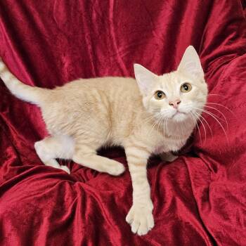 Wally -  Domestic Short Hair and Tabby Cat for Adoption in Searcy, Arkansas - Wally | PetCurious