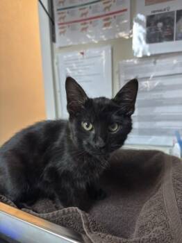 Domestic Short Hair Cats Available for Adoption - Rowan | PetCurious