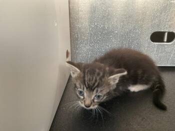 ROBB - NEEDS A FOSTER -  Domestic Short Hair Cat for Adoption in Ontario, California - ROBB - NEEDS A FOSTER | PetCurious