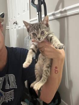 Nala IN FOSTER -  Domestic Short Hair Cat for Adoption in Danielsville, Georgia - Nala IN FOSTER | PetCurious