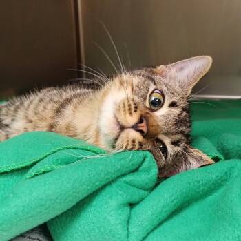 Germy -  Domestic Short Hair Cat for Adoption in Galveston, Texas - Germy | PetCurious
