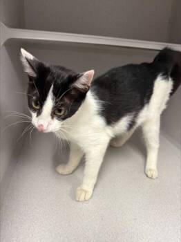 Rescue Domestic Short Hair Cats for Adoption in Greencastle, Indiana - Wilma | PetCurious