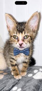 Lucky -  Domestic Short Hair Cat for Adoption in Darien, Georgia - Lucky | PetCurious