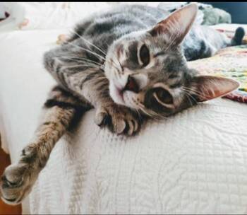 Tabby Cats Available for Adoption - Maus | PetCurious