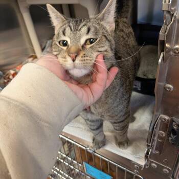 Domestic Short Hair Cats Available for Adoption - Beast | PetCurious