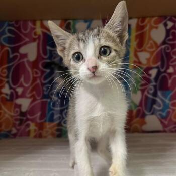 Goose -  Domestic Short Hair Cat for Adoption - Goose | PetCurious