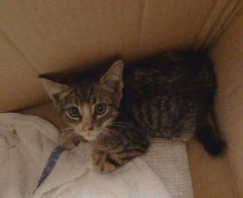 HOBBES -  Domestic Short Hair Cat for Adoption in Sacramento, California - HOBBES | PetCurious