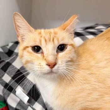 Cheerio -  Domestic Short Hair Cat for Adoption in Stillwater, Oklahoma - Cheerio | PetCurious
