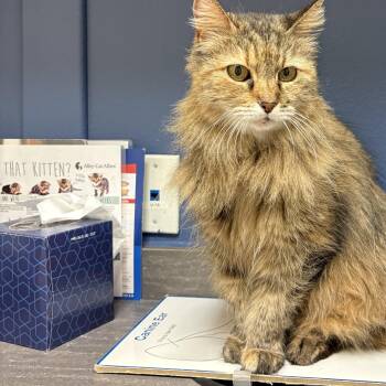 Maine Coon and Manx Cats Available for Adoption in Lucas, Texas - Anda | PetCurious