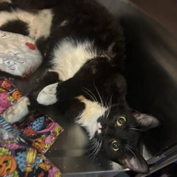 Betty -  Domestic Short Hair Cat for Adoption in Veneta, Oregon - Betty | PetCurious