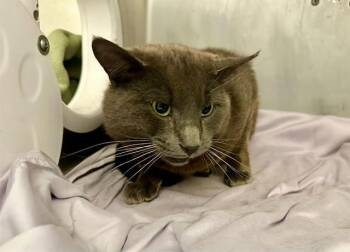 LEON -  Domestic Short Hair Cat for Adoption in Boston, Massachusetts - LEON | PetCurious
