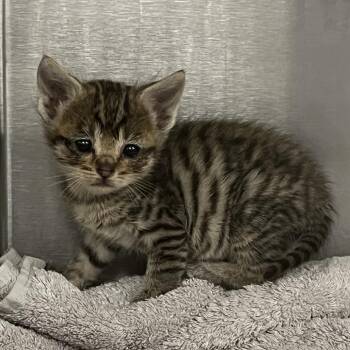 Onion Ring -  Domestic Short Hair Cat for Adoption in Los Angeles, California - Onion Ring | PetCurious