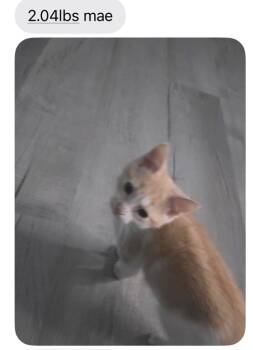 Mae -  Domestic Short Hair Cat for Adoption in Johnson City, Tennessee - Mae | PetCurious