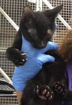 Domestic Short Hair Cats Available for Adoption - A425377 | PetCurious