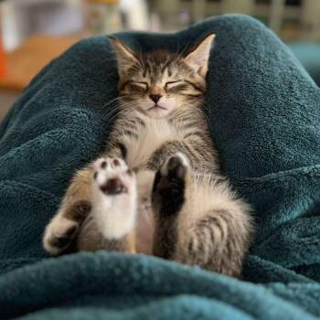 Lana -  Domestic Short Hair Cat Available for Adoption in Sunrise, Florida - Lana | PetCurious