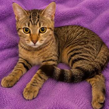 Annie -  Domestic Short Hair Cat for Adoption in Tucson, Arizona - Annie | PetCurious