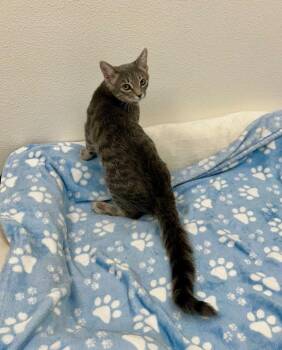 Noah -  Tabby Cat for Adoption in Newberg, Oregon - Noah | PetCurious