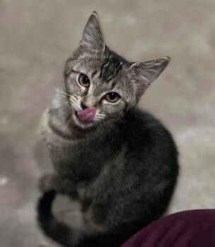 Rescue Domestic Short Hair Cats for Adoption in Cumming, Georgia - Walker 16 (Jett) | PetCurious
