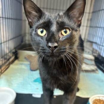 Domestic Short Hair Cats Available for Adoption - Felix | PetCurious