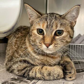 Domestic Short Hair Cats Available for Adoption in Charlottesville, Virginia - Popsicle | PetCurious