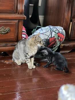 Mama Sunnie -  Domestic Short Hair Cat for Adoption in Virginia Beach, Virginia - Mama Sunnie | PetCurious