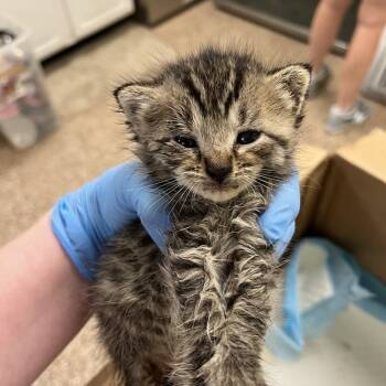 Rescue Domestic Medium Hair Cats for Adoption in Lyndhurst, Virginia - SVAS-Stray-37297 | PetCurious