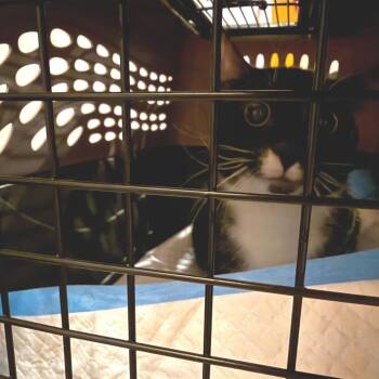 Domestic Short Hair Cats Available for Adoption - Sherman | PetCurious