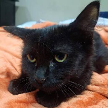Silkie -  Domestic Long Hair Cat for Adoption in Salt Lake City, Utah - Silkie | PetCurious