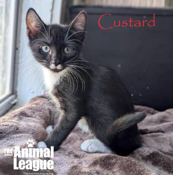 Custard -  Domestic Short Hair Cat for Adoption in Groveland, Florida - Custard | PetCurious