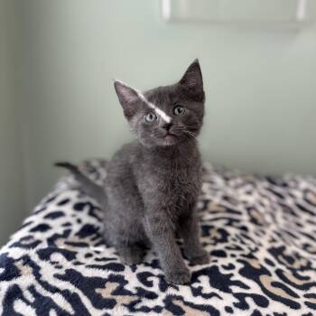Ocarina--In Foster***ADOPTION PENDING*** -  Domestic Short Hair Cat Available for Adoption in Fargo, North Dakota - Ocarina--In Foster***ADOPTION PENDING*** | PetCurious