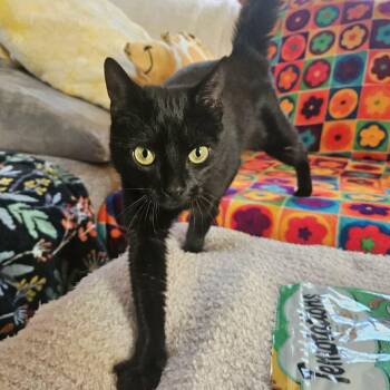 Domestic Short Hair Cats Available for Adoption in Scranton, Pennsylvania - Blossom | PetCurious
