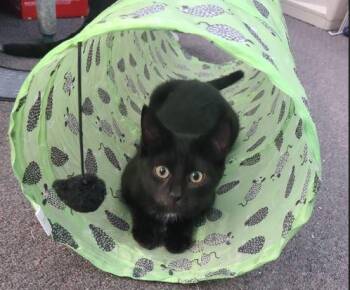 Rescue Domestic Short Hair Cats for Adoption in Russellville, Kentucky - Sam (Samantha) | PetCurious