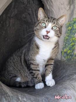 Domestic Short Hair Cats Available for Adoption in Mason, Michigan - Meako | PetCurious