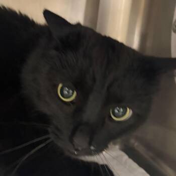 Domestic Short Hair Cats Available for Adoption in Murray, Utah - Sprinkles | PetCurious