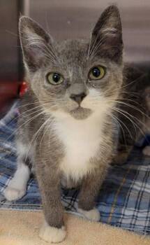 Mozzarella -  Domestic Short Hair Cat for Adoption in Eugene, Oregon - Mozzarella | PetCurious